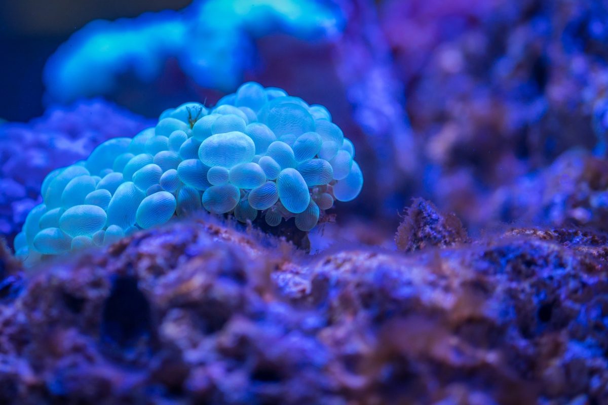 Get yourself ready for a diploma in Biology