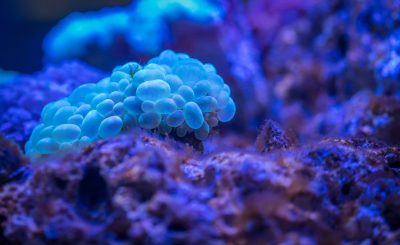 Get yourself ready for a diploma in Biology